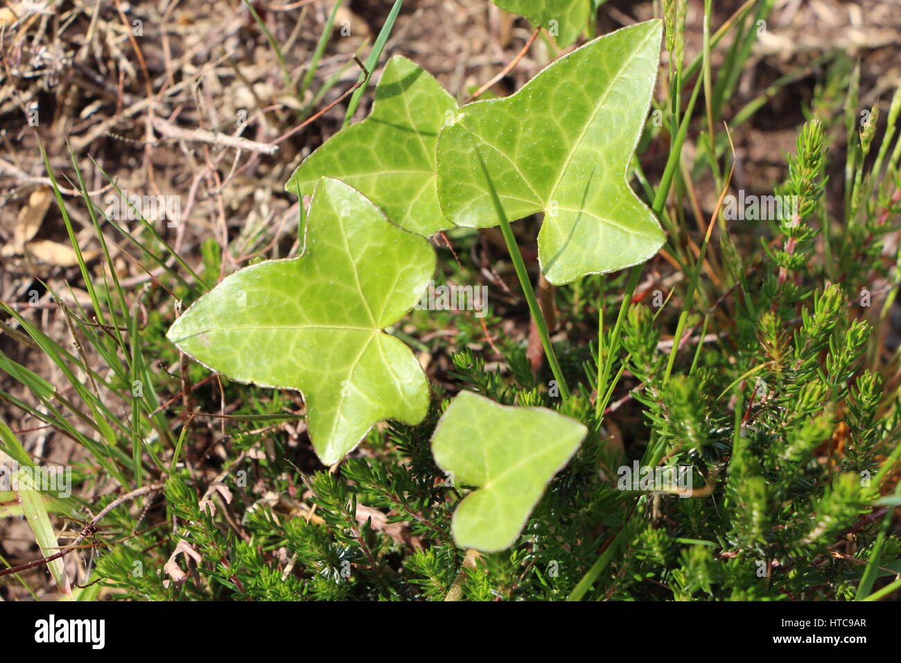 Edera in un campo Foto Stock