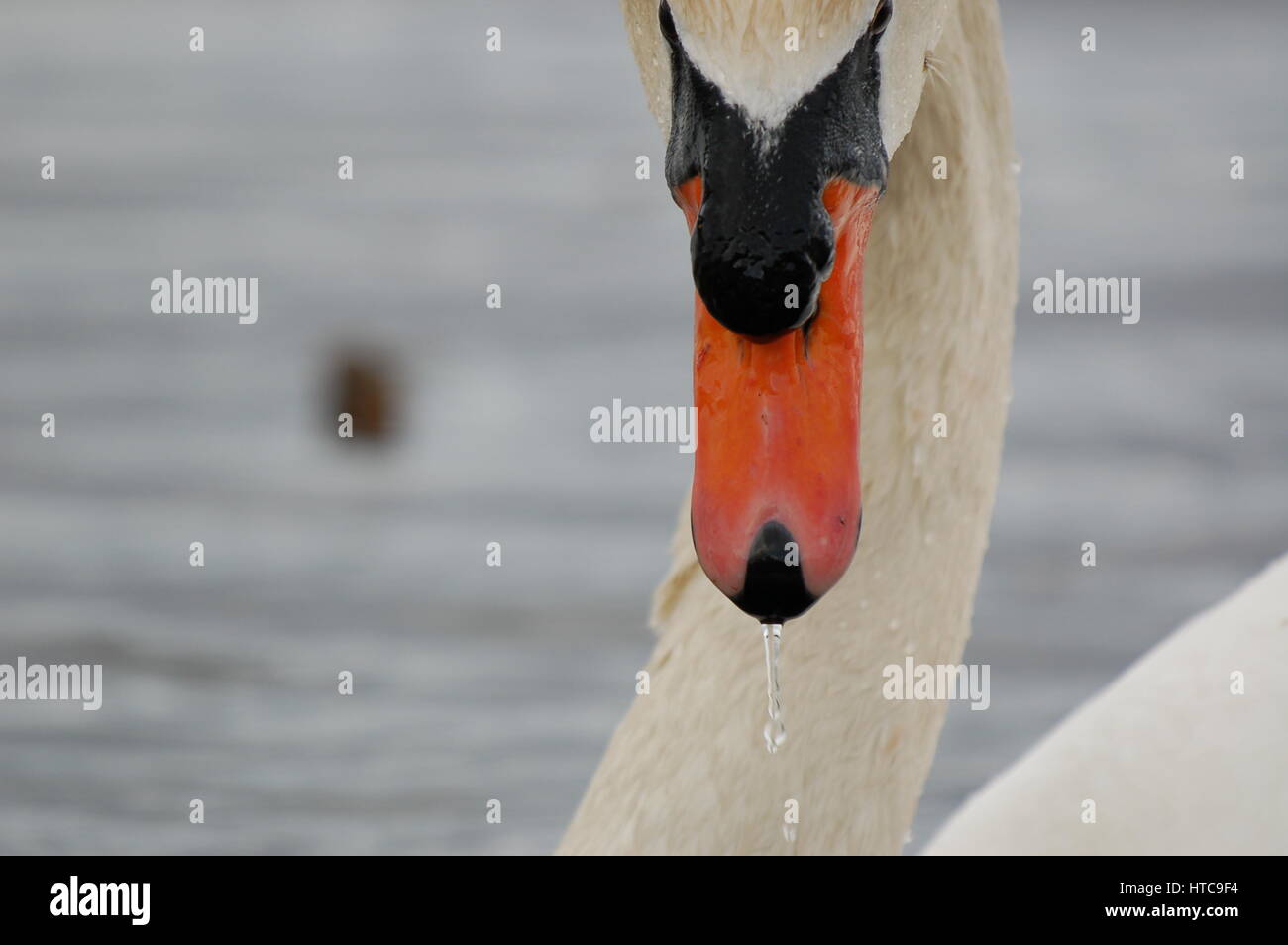 Un Cigno sull'acqua Foto Stock