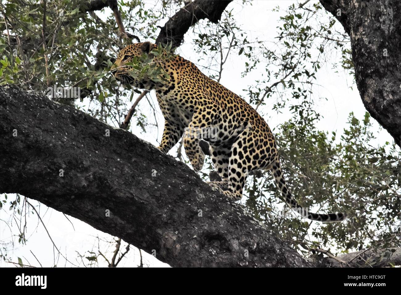 Leopard nella struttura ad albero Foto Stock