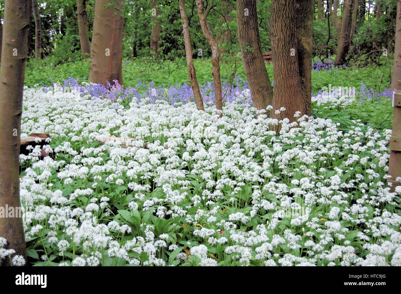 Massa di aglio selvatico e Bluebells in un ombroso bosco, Shincliffe, County Durham, Inghilterra Foto Stock