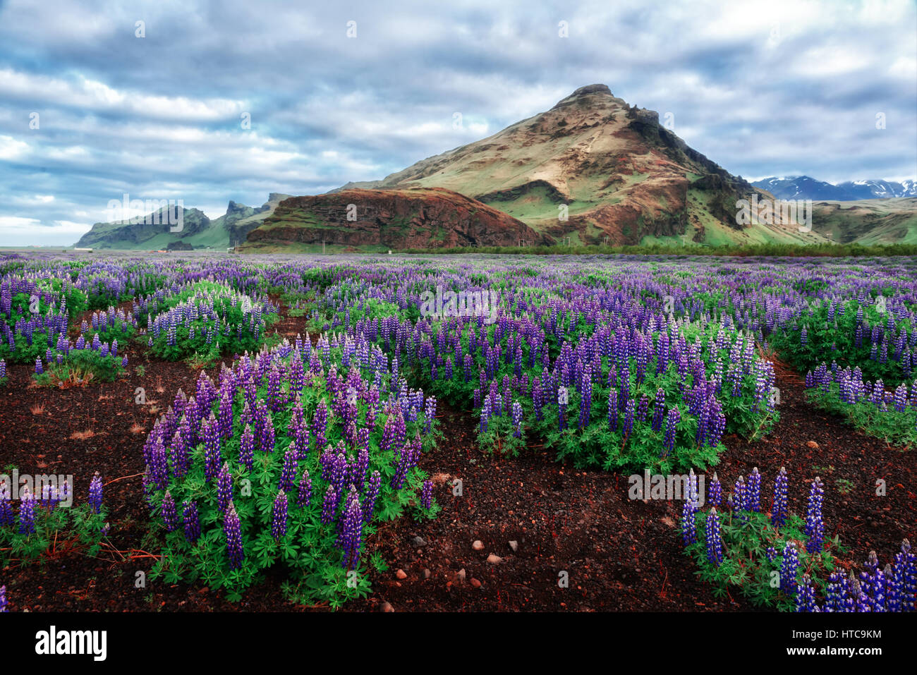 Islanda tipico paesaggio di montagne e di Fiori di lupino campo. Orario estivo Foto Stock