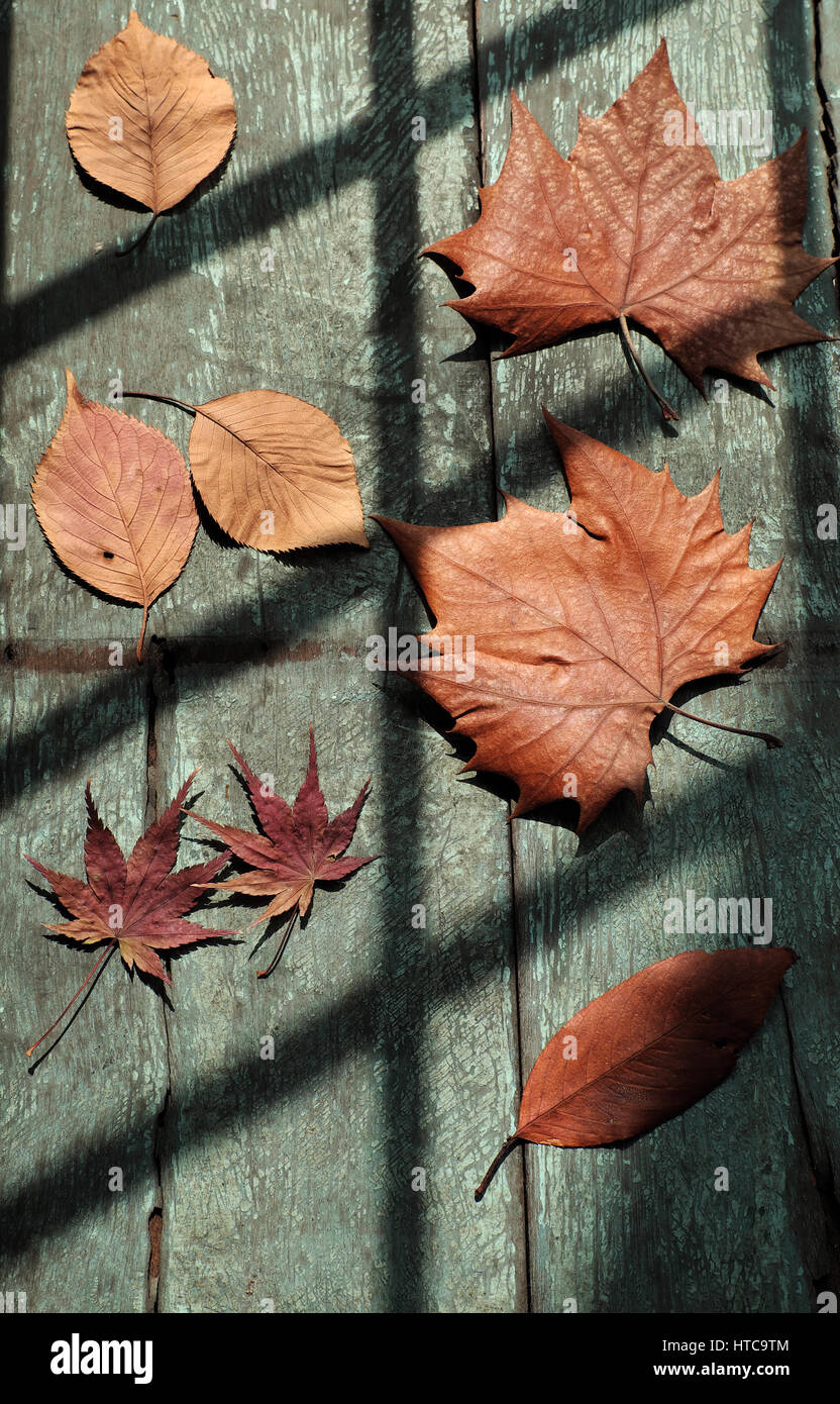 Sfondo di caduta con secchi maple leaf su uno sfondo di legno e colori vintage, ombre di finestra su lascia fare arte forma Foto Stock