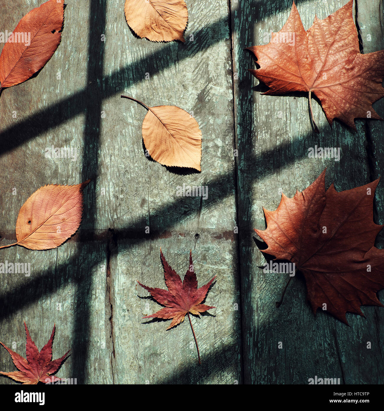 Sfondo di caduta con secchi maple leaf su uno sfondo di legno e colori vintage, ombre di finestra su lascia fare arte forma Foto Stock