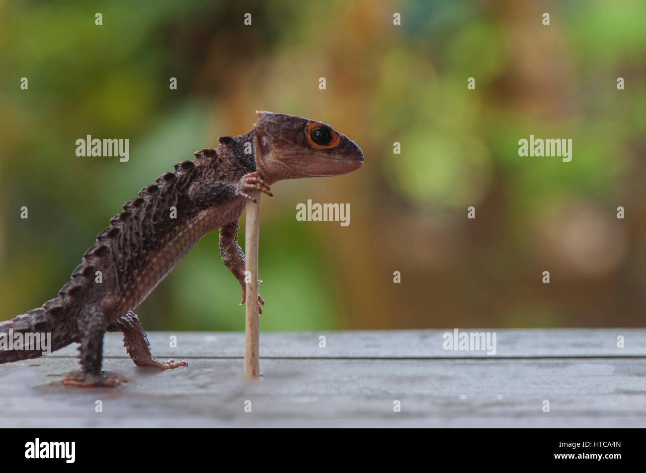 Nonno Croc Foto Stock
