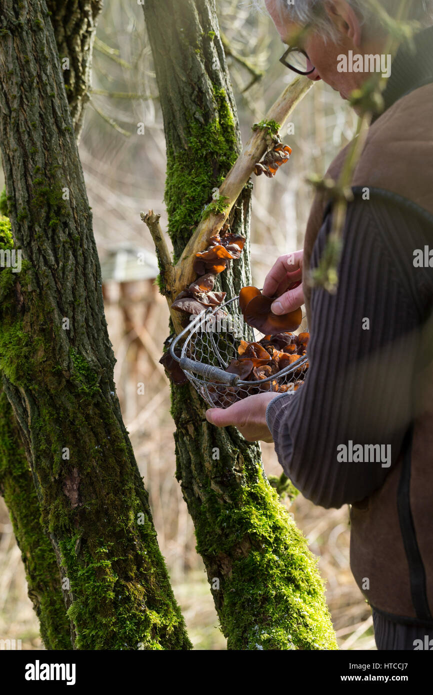 Judasohr-Pilzernte, Pilze sammeln, Pilzkorb, Judasohr, Ohrlappenpilz, Holunderschwamm, Judas-Ohr, Ohrlappen-Pilz, Holunder-Schwamm, Holunderpilz, mu-E Foto Stock