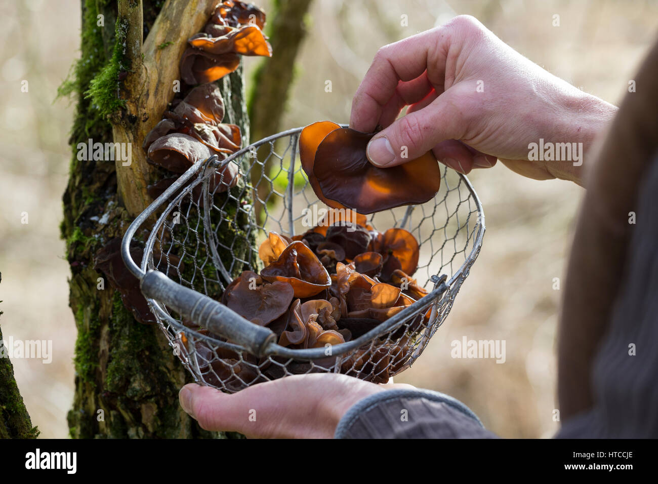 Judasohr-Pilzernte, Pilze sammeln, Pilzkorb, Judasohr, Ohrlappenpilz, Holunderschwamm, Judas-Ohr, Ohrlappen-Pilz, Holunder-Schwamm, Holunderpilz, mu-E Foto Stock