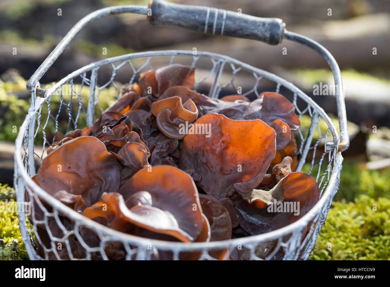 Judasohr-Pilzernte, Pilze sammeln, Pilzkorb, Judasohr, Ohrlappenpilz, Holunderschwamm, Judas-Ohr, Ohrlappen-Pilz, Holunder-Schwamm, Holunderpilz, mu-E Foto Stock