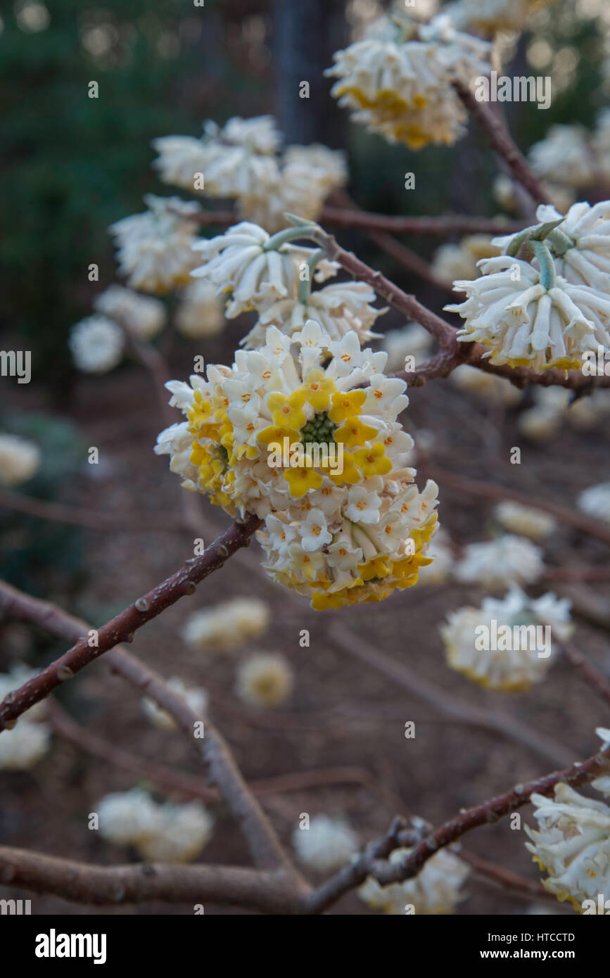Papyrifera Edgworthia, tappezzi pianta, Foto Stock