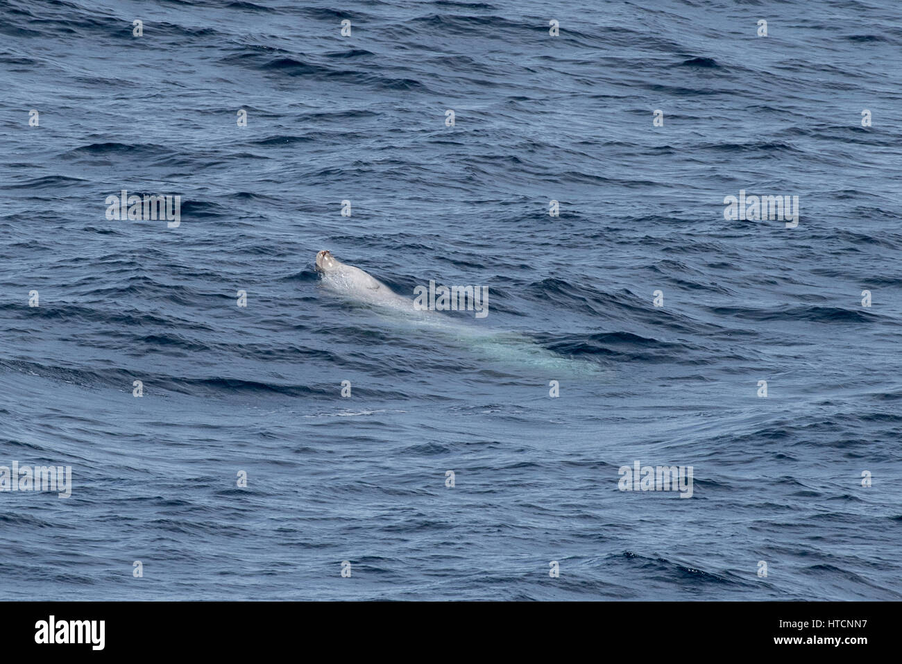 Cuvier maschio della balena dal becco o oca-balena dal becco, Ziphius cavirostris, manto di diverse centinaia di miglia al largo delle coste della Mauritania, Nord Africa Foto Stock
