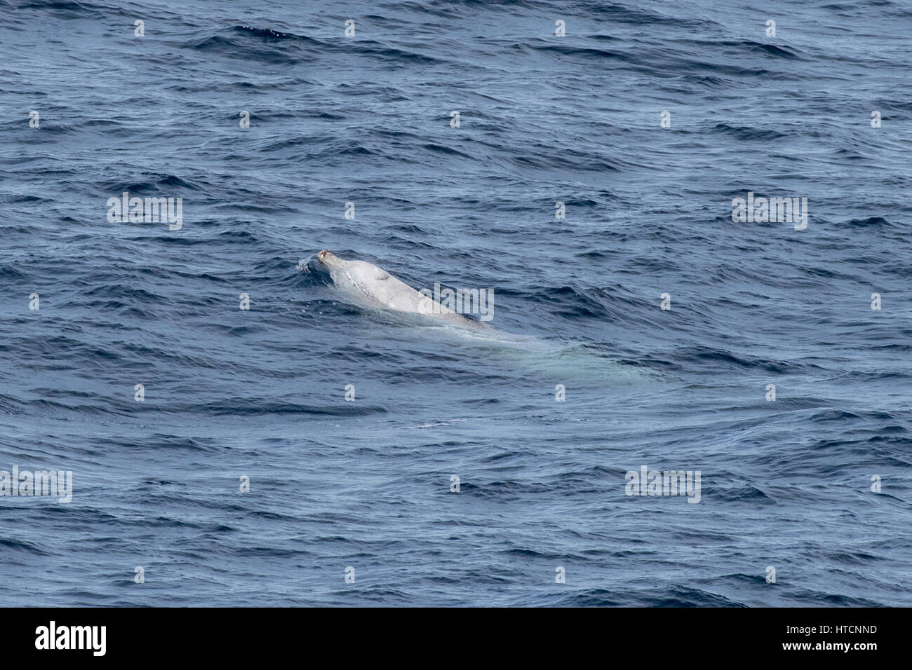 Cuvier maschio della balena dal becco o oca-balena dal becco, Ziphius cavirostris, manto di diverse centinaia di miglia al largo delle coste della Mauritania, Nord Africa Foto Stock