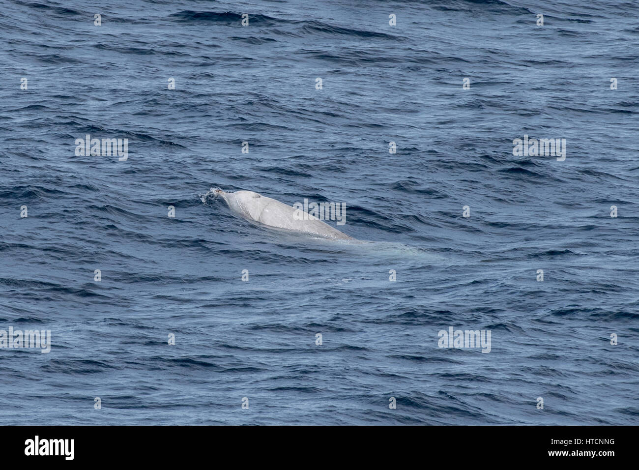 Cuvier maschio della balena dal becco o oca-balena dal becco, Ziphius cavirostris, manto di diverse centinaia di miglia al largo delle coste della Mauritania, Nord Africa Foto Stock