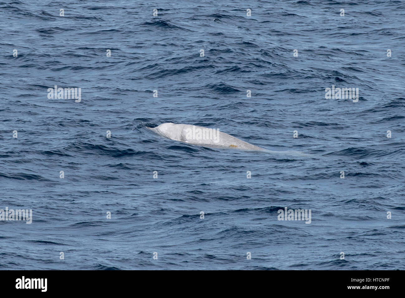 Cuvier maschio della balena dal becco o oca-balena dal becco, Ziphius cavirostris, manto di diverse centinaia di miglia al largo delle coste della Mauritania, Nord Africa Foto Stock