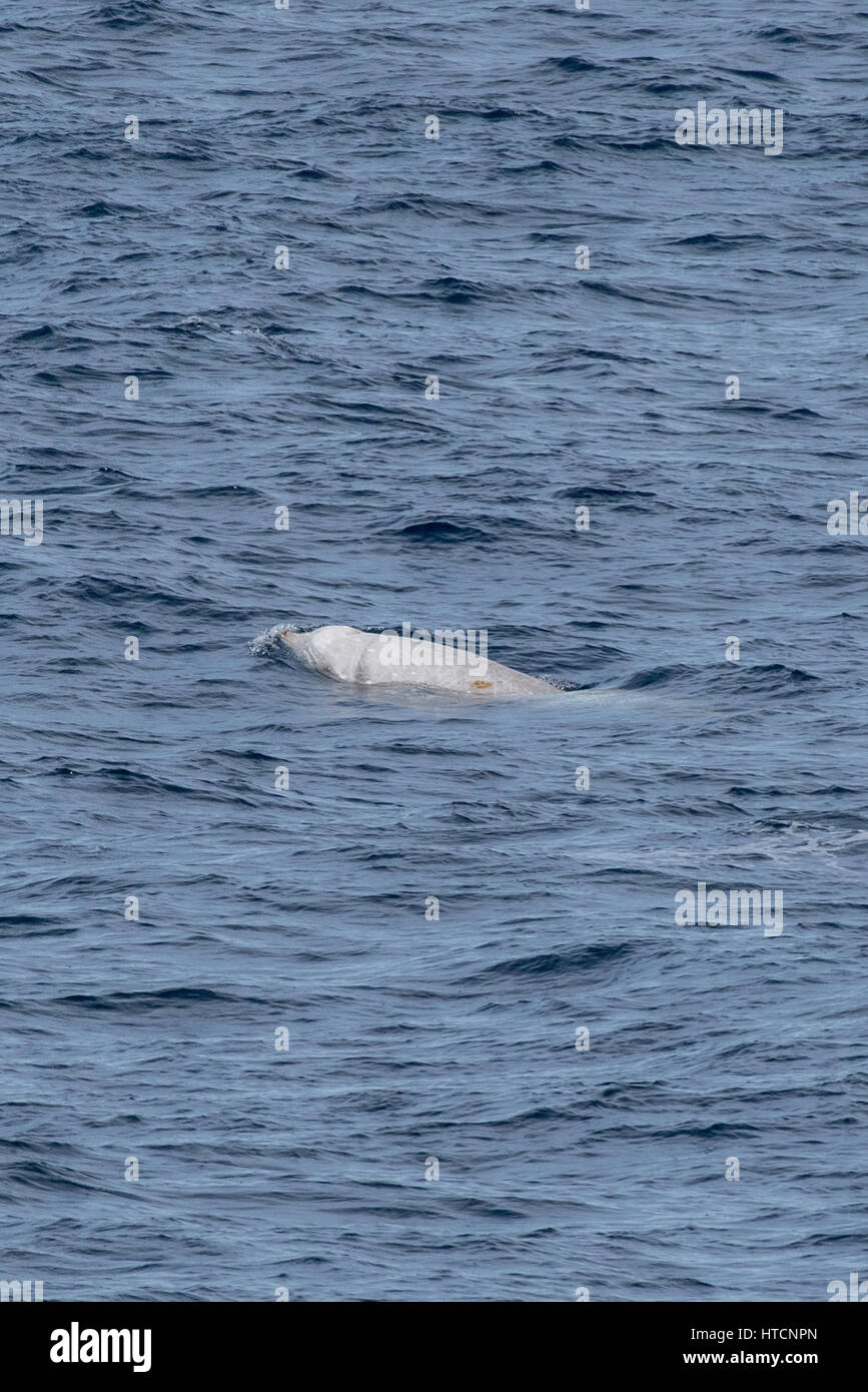 Cuvier maschio della balena dal becco o oca-balena dal becco, Ziphius cavirostris, manto di diverse centinaia di miglia al largo delle coste della Mauritania, Nord Africa Foto Stock