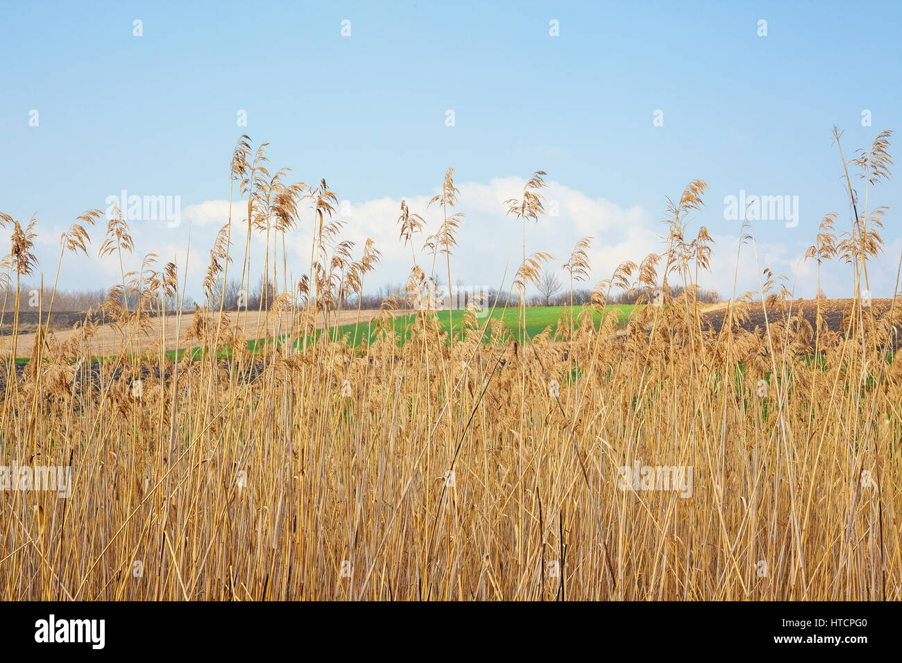 Fine stagione invernale, campi e prati da balcanica, campagna serba. Foto Stock