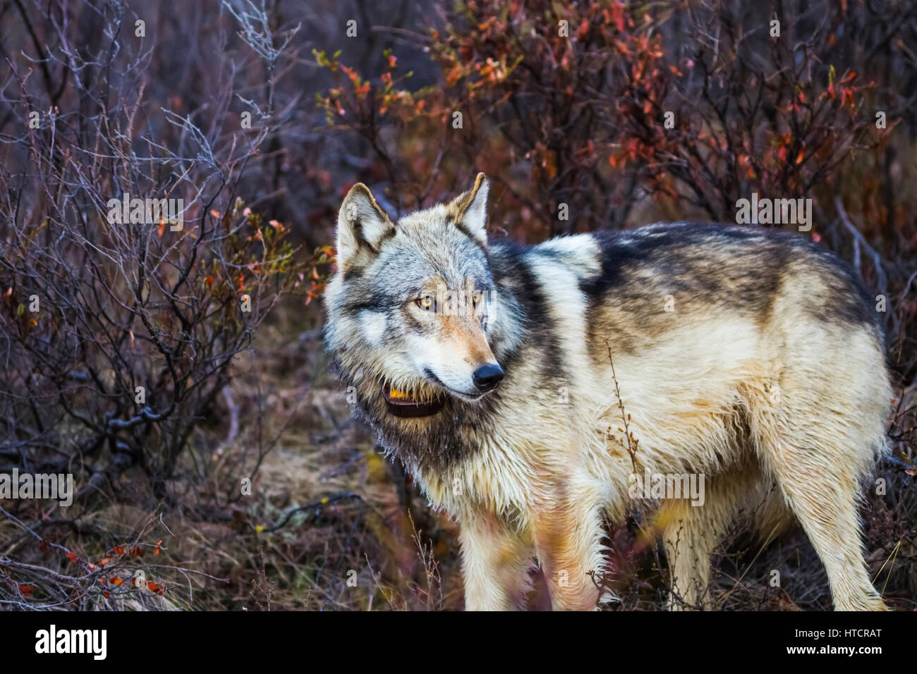 Un lupo che indossa Un collare di inseguimento si ferma mentre si muove attraverso il pennello lungo la strada del parco vicino al fiume Savage nel Parco Nazionale di Denali... Foto Stock