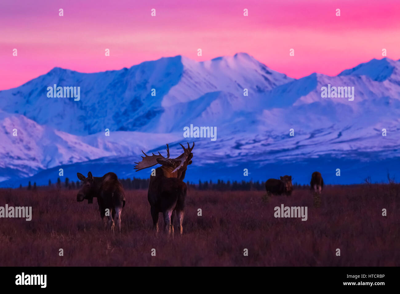 Una bull moose (Alces alces) rende vocalizzi dopo il tramonto con l'Alaska Range sullo sfondo durante la stagione di solchi Foto Stock