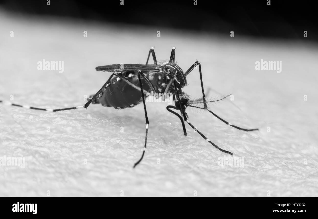 Close-up di una zanzara succhiare il sangue Foto Stock