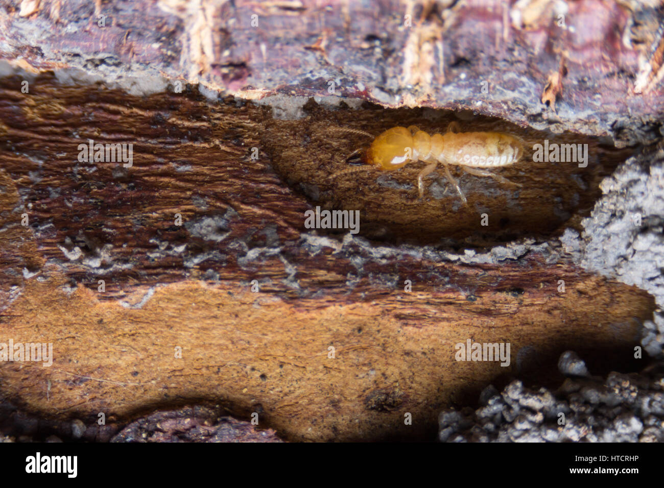 Termite, termiti mangiare il legno come un animale in casa Foto Stock