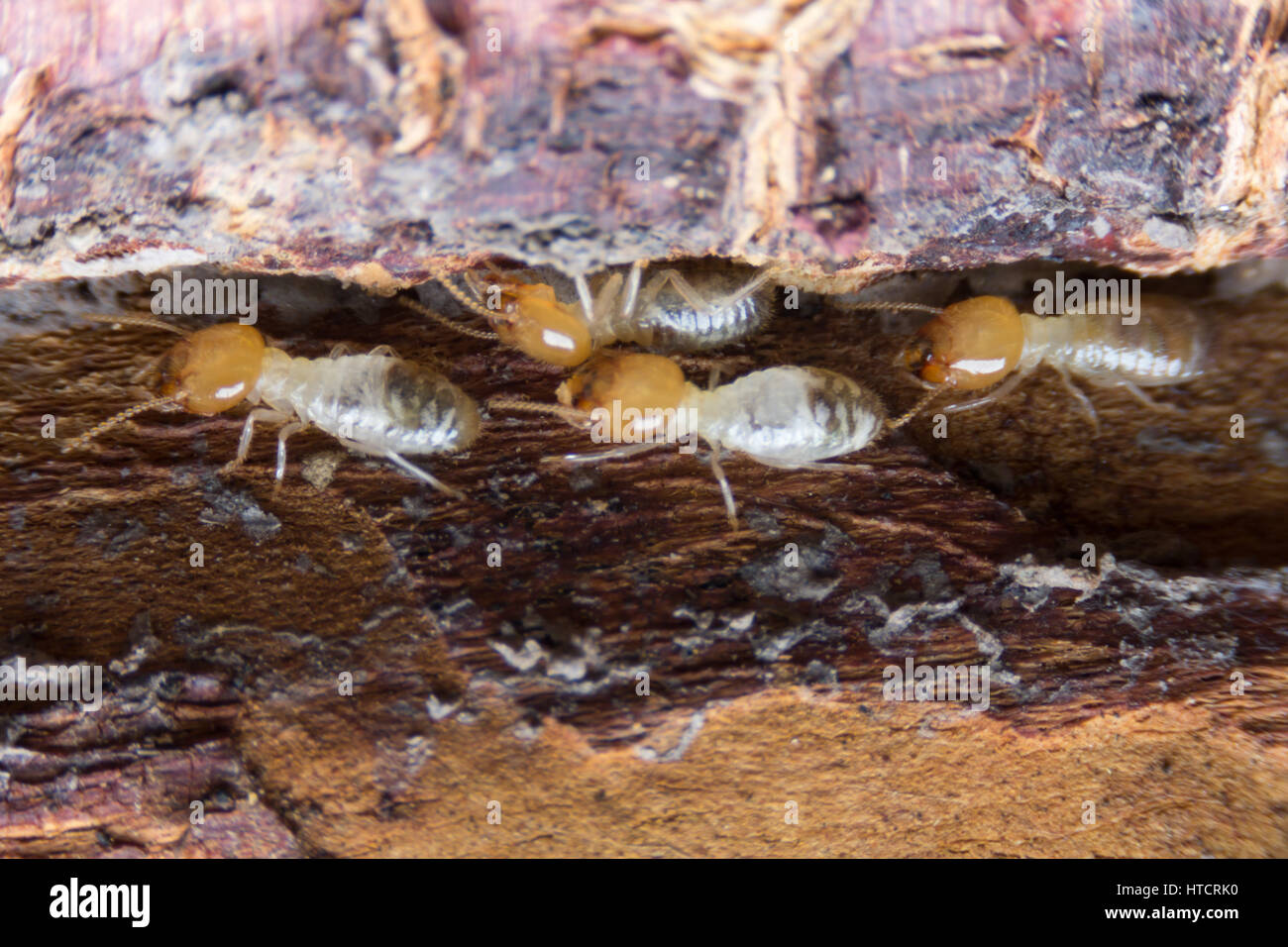 Termite, termiti mangiare il legno come un animale in casa Foto Stock
