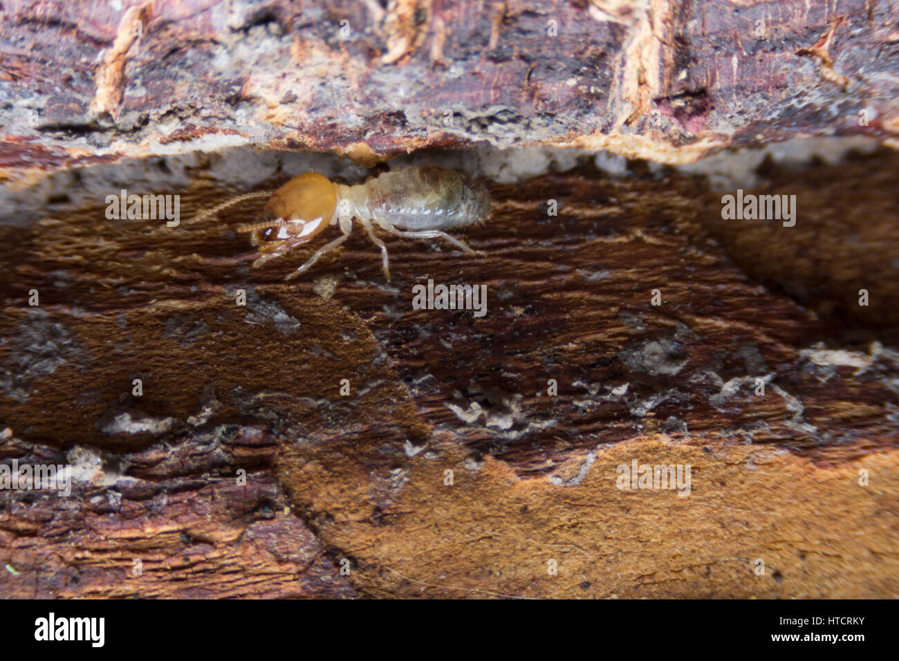 Termite, termiti mangiare il legno come un animale in casa Foto Stock