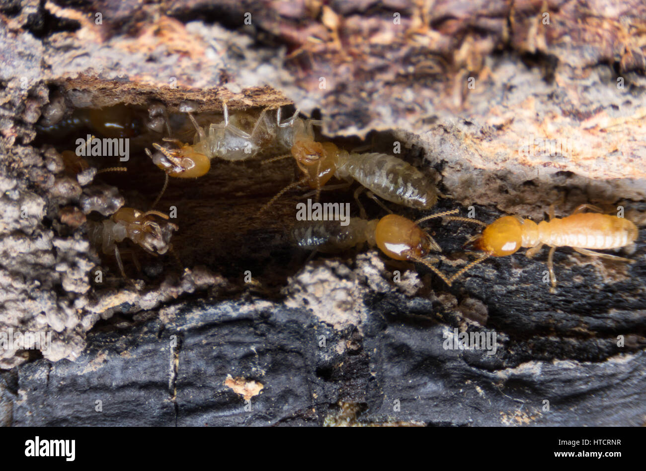 Termite, termiti mangiare il legno come un animale in casa Foto Stock