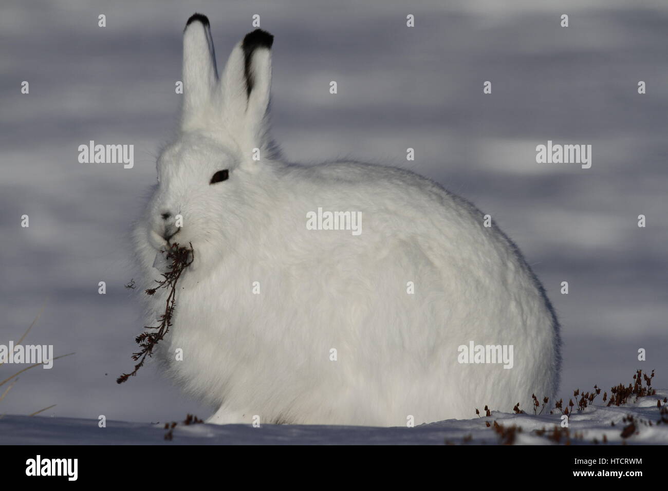 Lepre artico o Lepus artticus in cappotto invernale masticando su un ramo salice con neve sullo sfondo, vicino ad Arviat, Nunavut, Canada Foto Stock