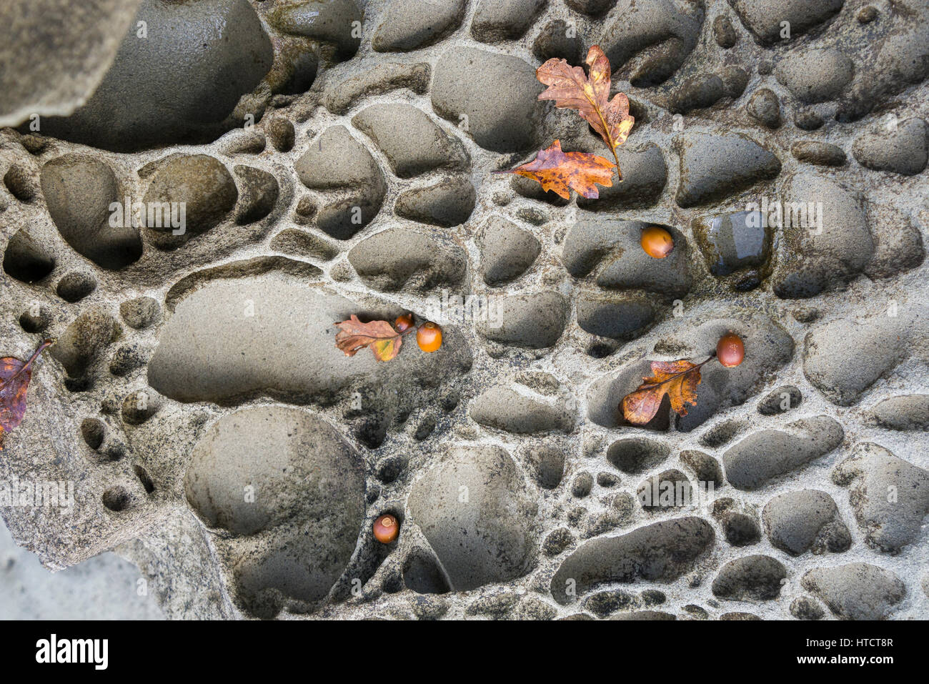 Foglie di quercia Garry e ghiande su rocce nodose tafoni, Fords Cove, Hornby Island, British Columbia, Canada Foto Stock