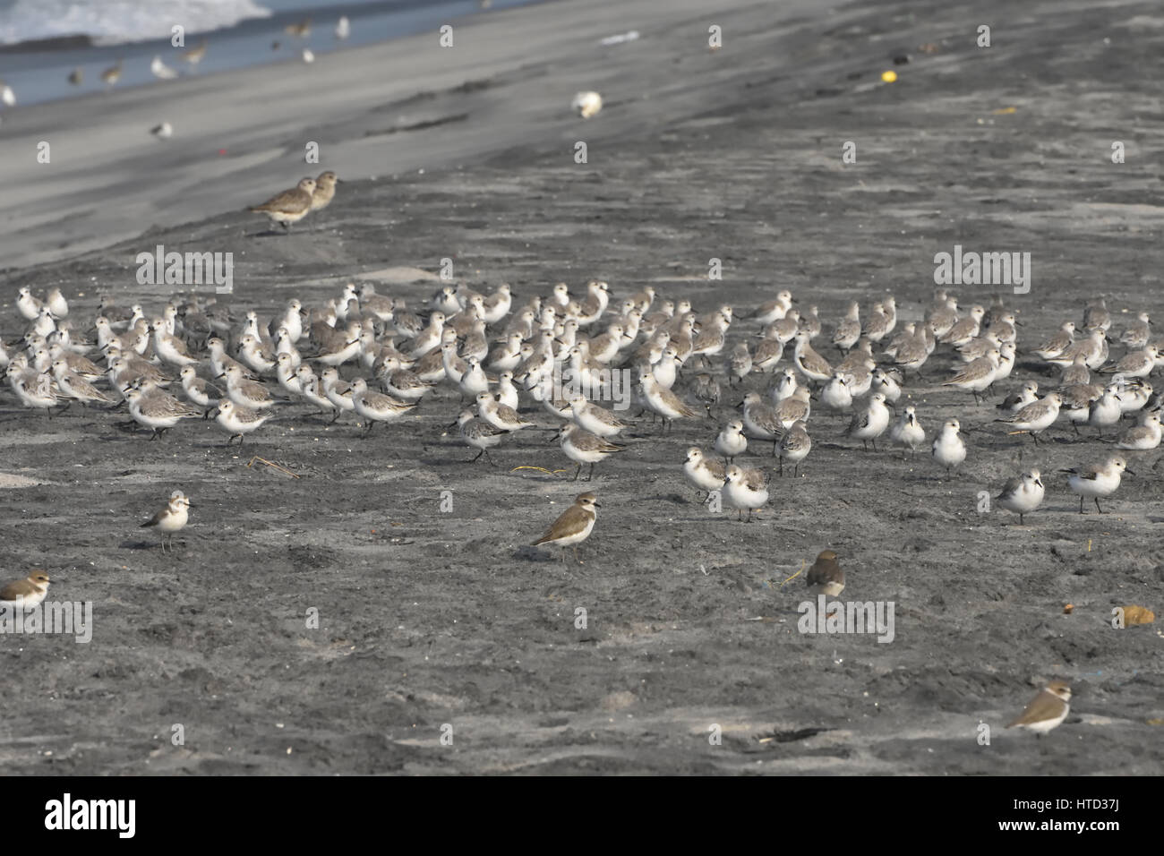 Sanderling (Calidris alba) Foto Stock