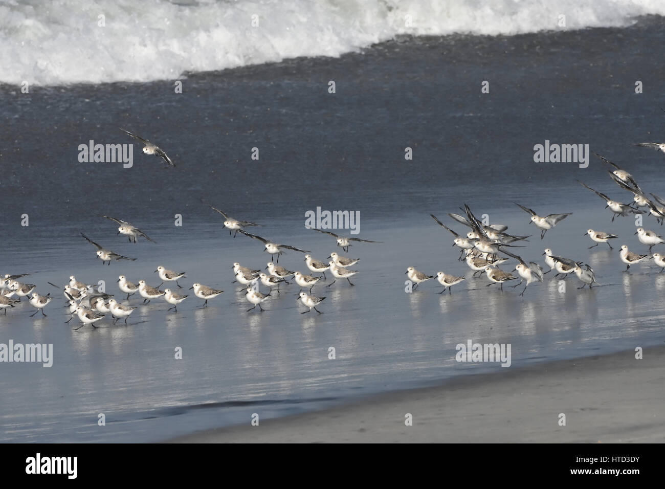 Sanderling (Calidris alba) Foto Stock