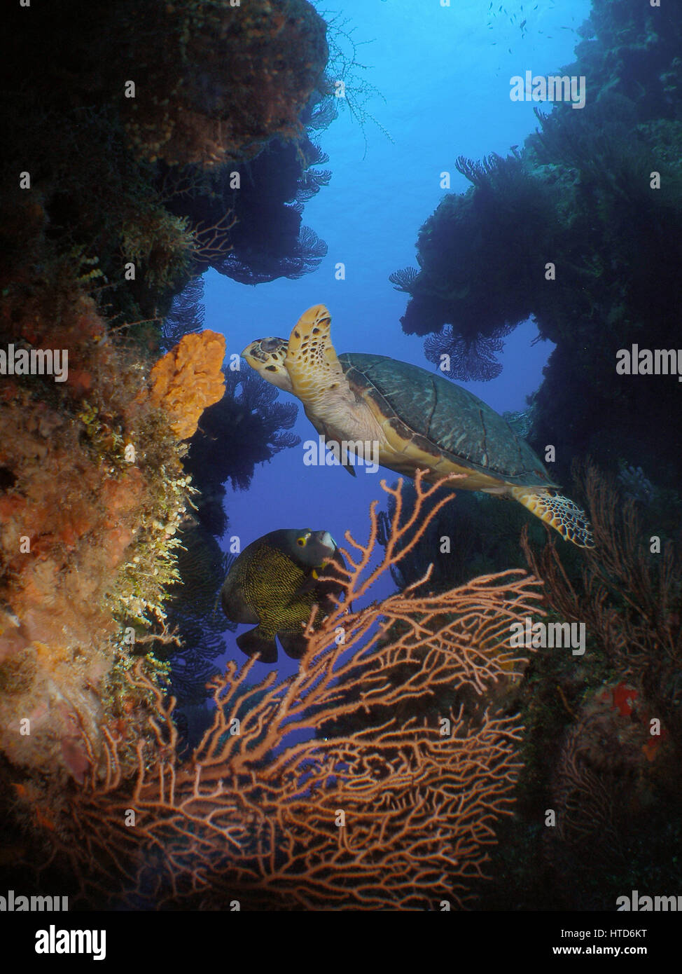 Una tartaruga embricata alimentazione su una spugna con un Angelfish seguenti in Cozumel, Messico Foto Stock