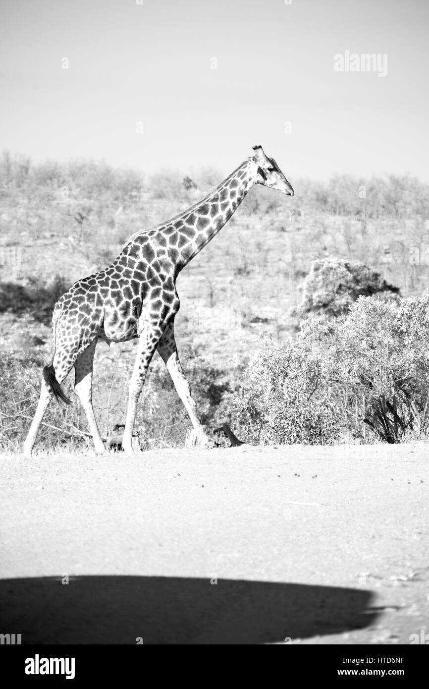 La sfocatura in Sud Africa kruger wildlife riserva naturale e selvaggio giraffe Foto Stock