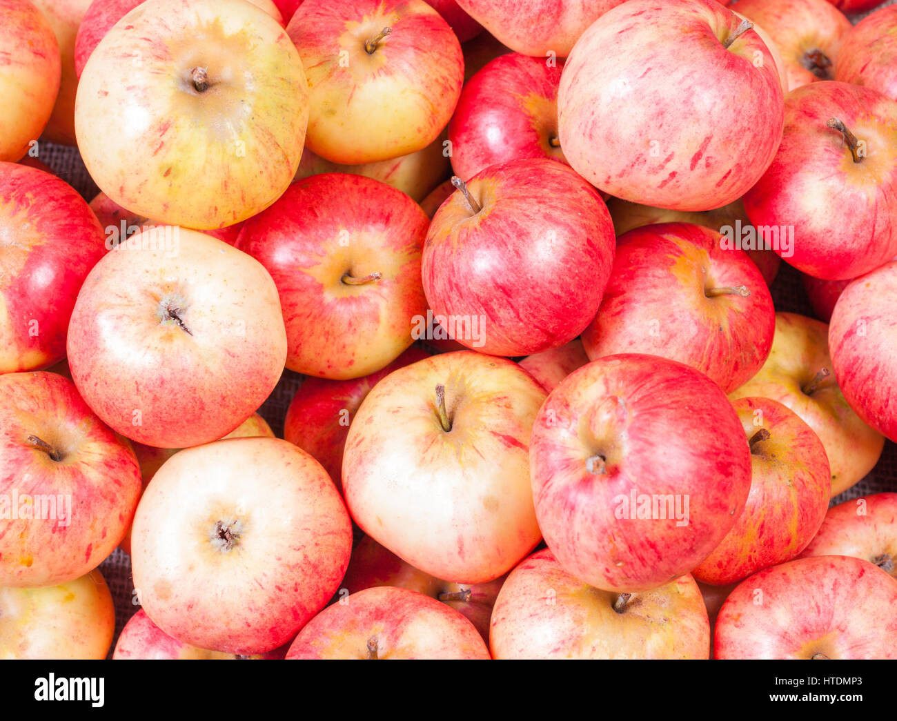 Un mazzetto di mele rosse raccolto fresco Foto Stock
