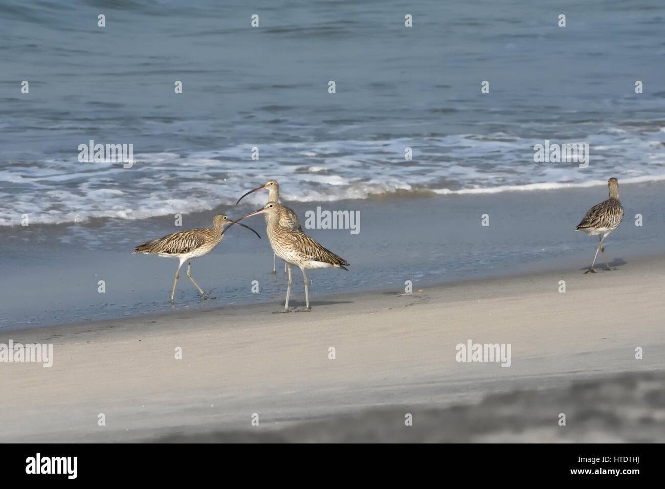 La lunga fatturate (curlew Numenius americanus) Foto Stock