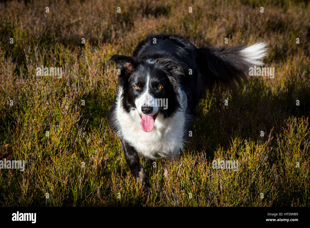 Bellissimo Border Collie cane in un ambiente naturale. Essa si erge nel mirtillo arbusti in un paesaggio di brughiera in Inghilterra settentrionale. Foto Stock