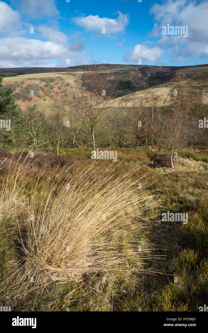 La splendida vista dal Shire collina vicino a Glossop. Inizio della primavera in orizzontale sul bordo del Pennines in Inghilterra settentrionale. Foto Stock