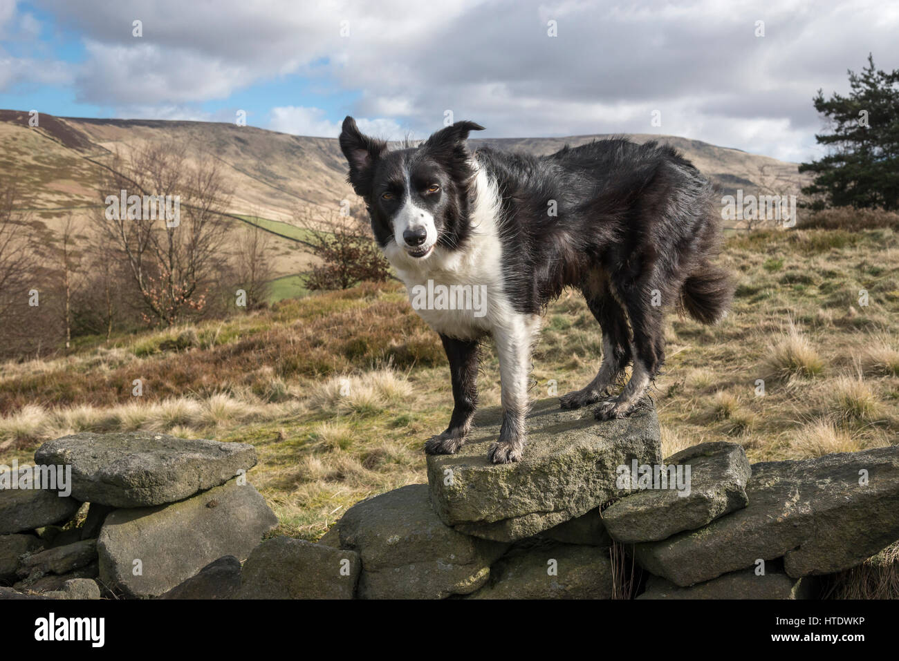 Border Collie sorgeva su un vecchio stalattite parete su un luminoso e breezy day sulle colline intorno a Glossop, Derbyshire, in Inghilterra. Foto Stock