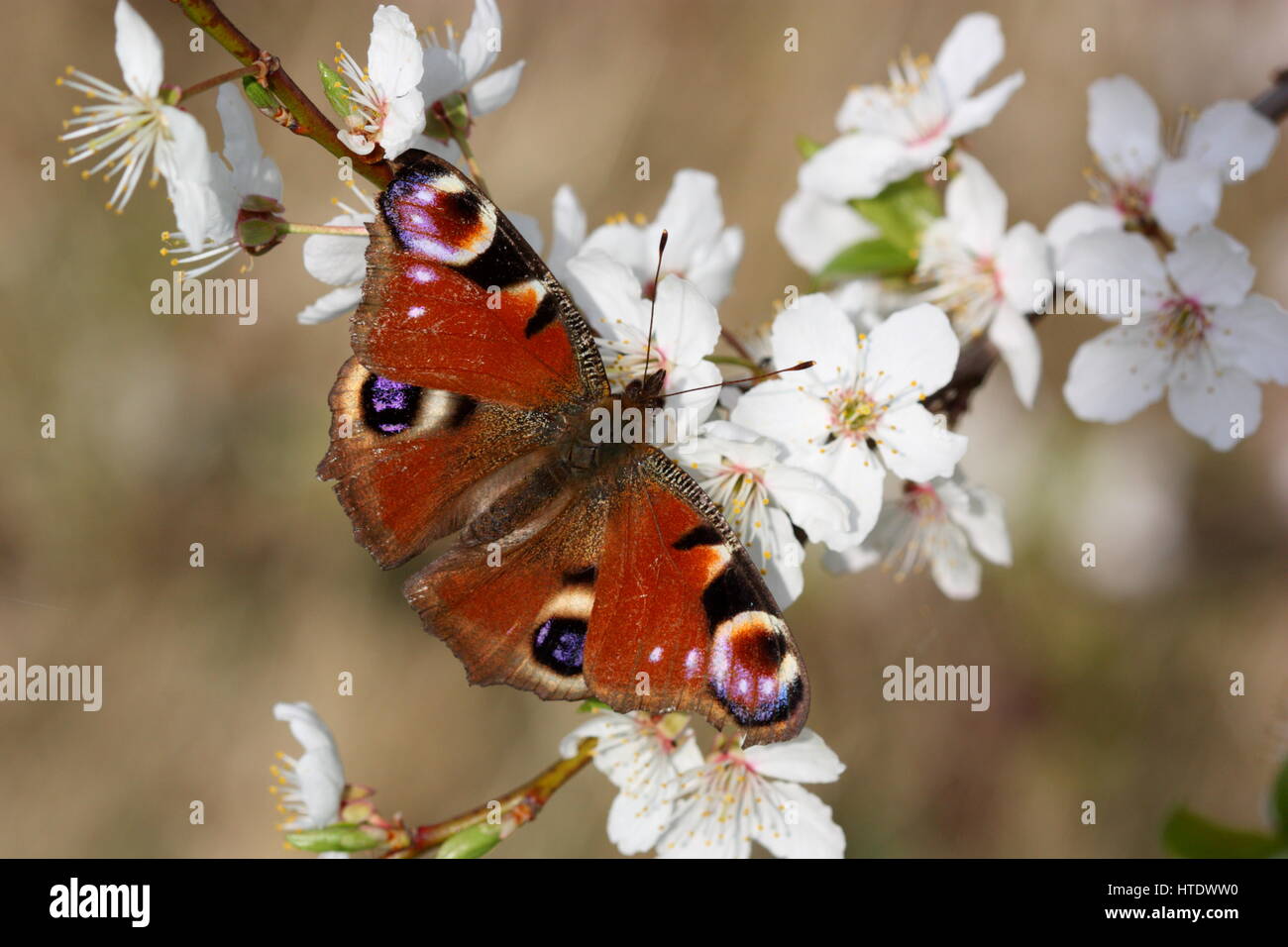 Farfalla pavone nectaring sulla molla blossom Foto Stock