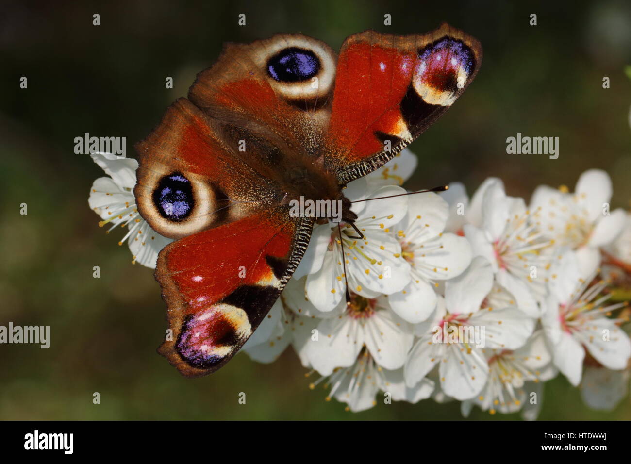 Farfalla pavone nectaring sulla molla blossom Foto Stock