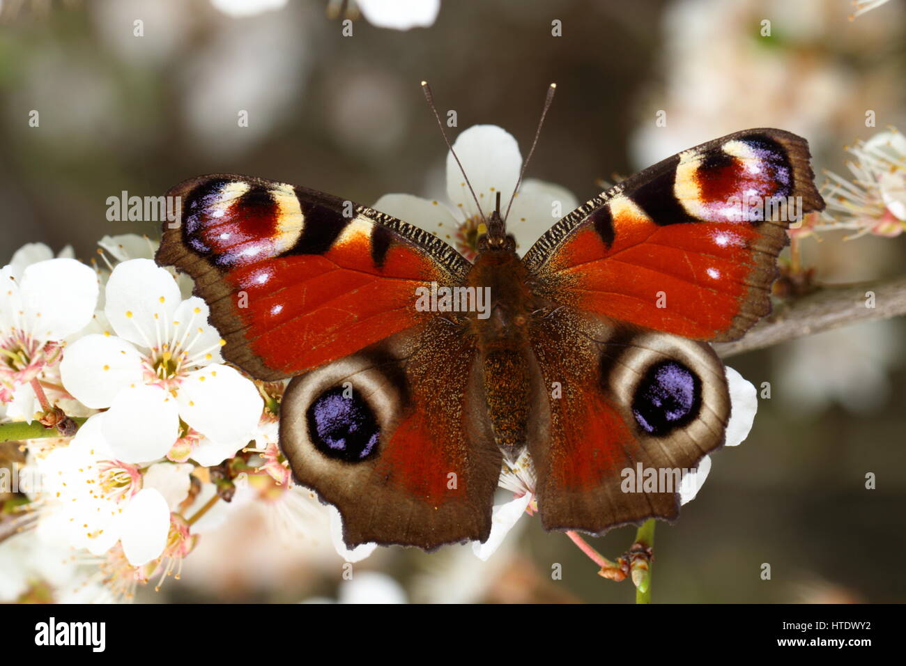 Farfalla pavone nectaring sulla molla blossom Foto Stock