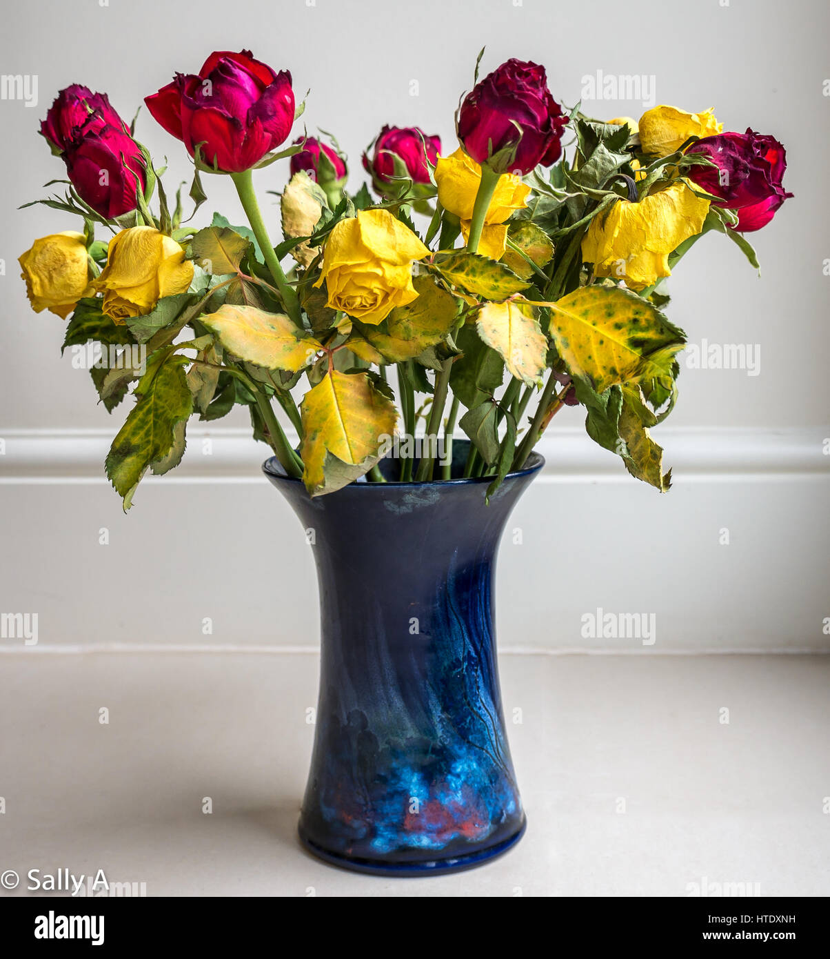 Sbiadita morendo essiccato fino rose fiori disposti in blu vaso in ceramica contro uno sfondo semplice Foto Stock