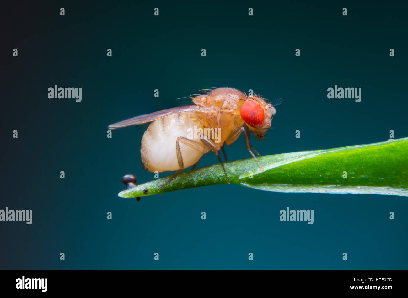 Unico di mosca della frutta (drosophila melanogaster) su sfondo blu Foto Stock