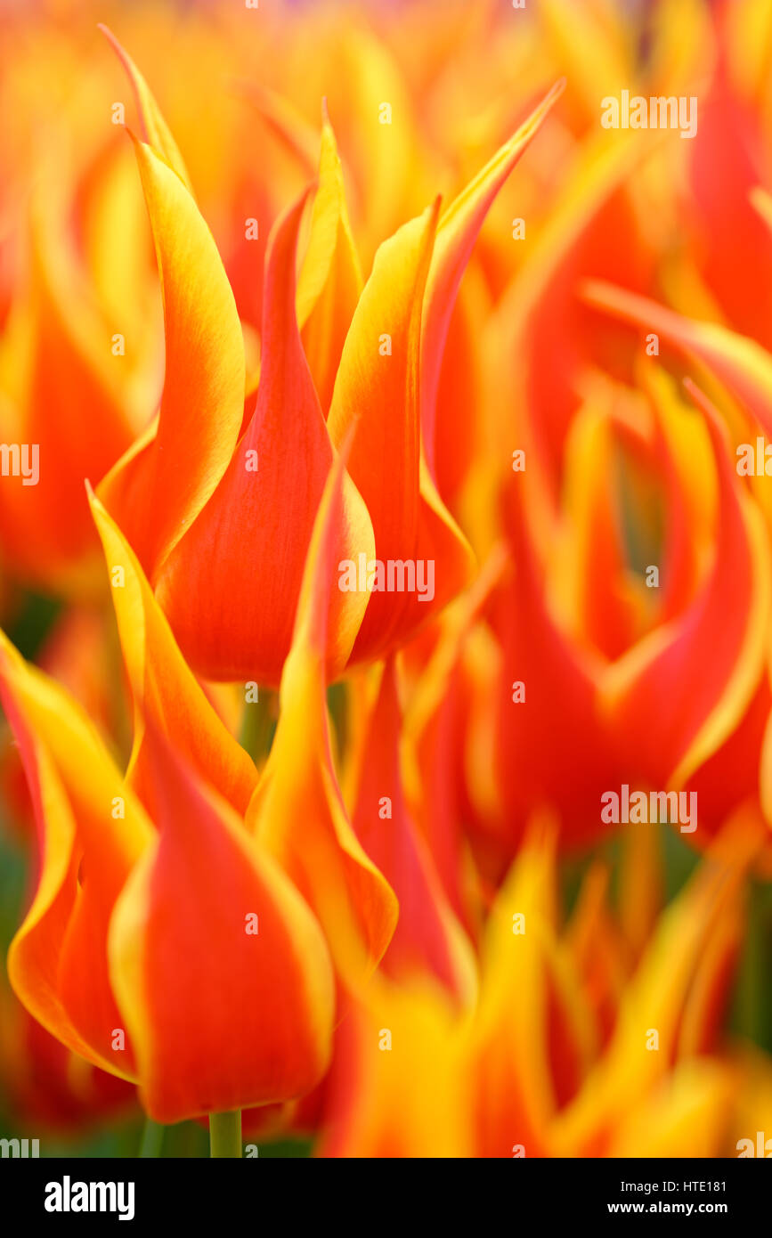 Fiori: gruppo di colore giallo-rosso tulipani, floral background astratto Foto Stock