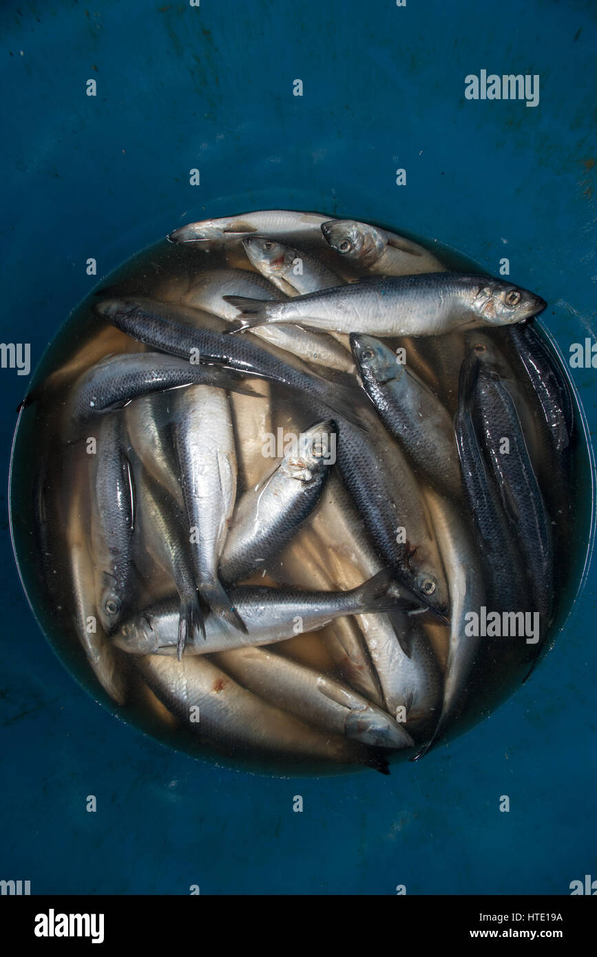 Lobster bait - aringa (Clupea harengus) nella canna di esca. Porto di Portland Foto Stock