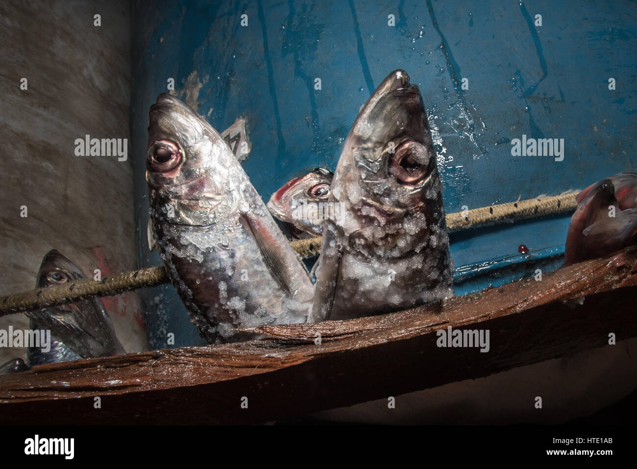Aragosta esca - salate Aringa (Clupea harengus), porto di Portland Foto Stock