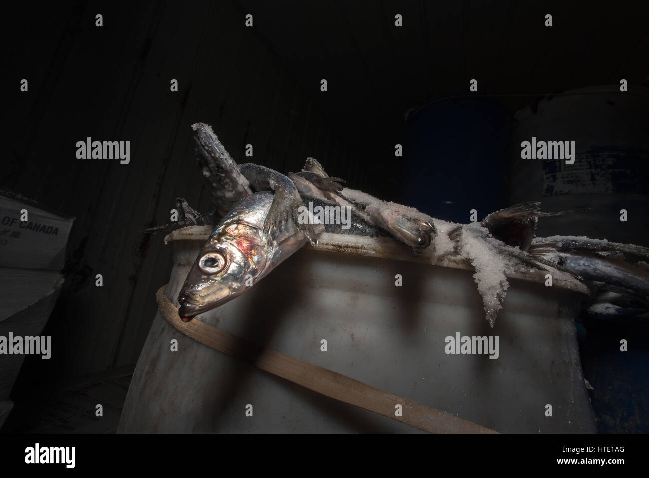 Aragosta esca - salate Aringa (Clupea harengus), porto di Portland Foto Stock