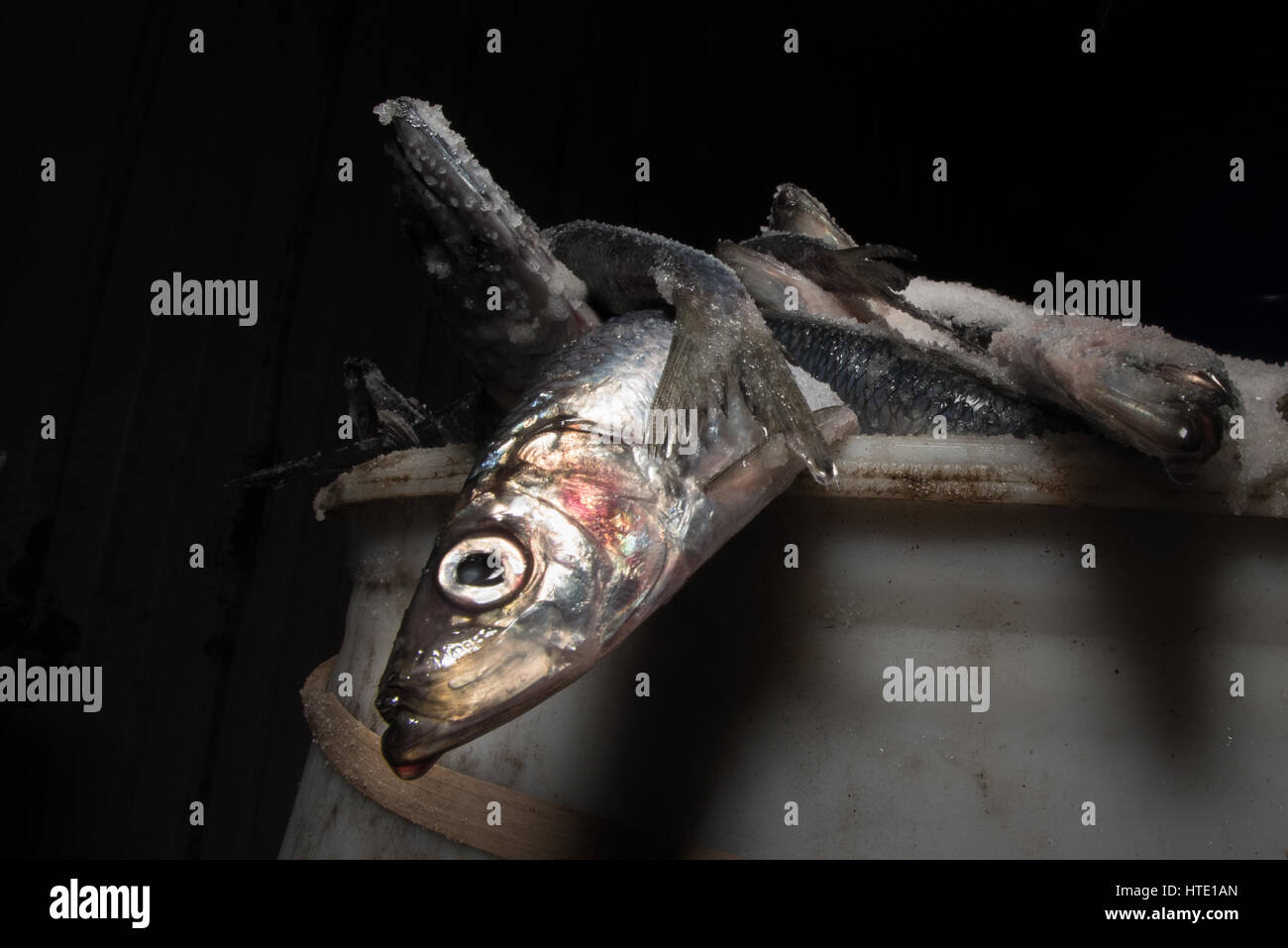 Aragosta esca - salate Aringa (Clupea harengus), porto di Portland Foto Stock