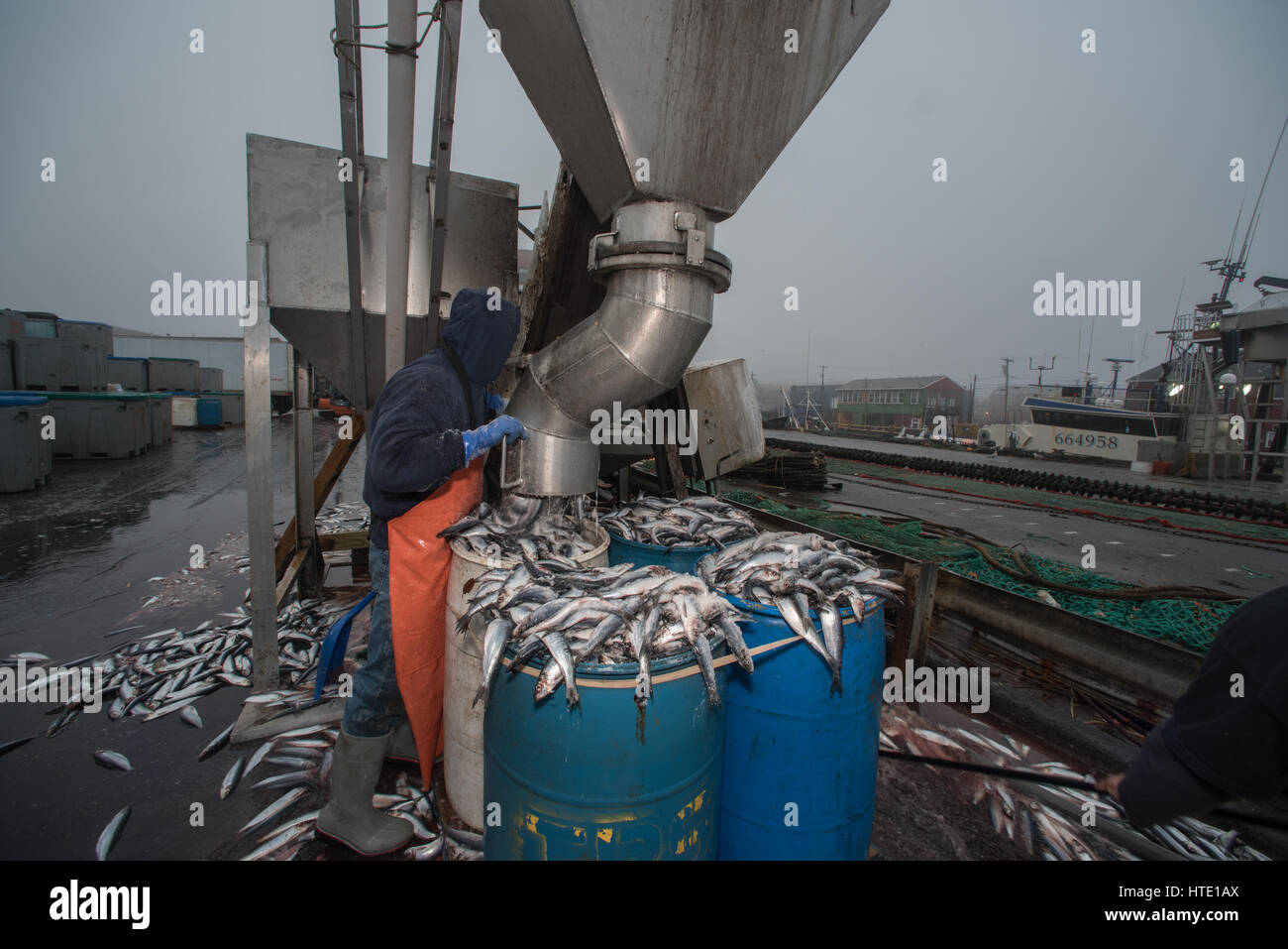 Aragosta esca di barili essendo riempito con le aringhe salate (Clupea harengus) all'alba. Porto di Portland Foto Stock