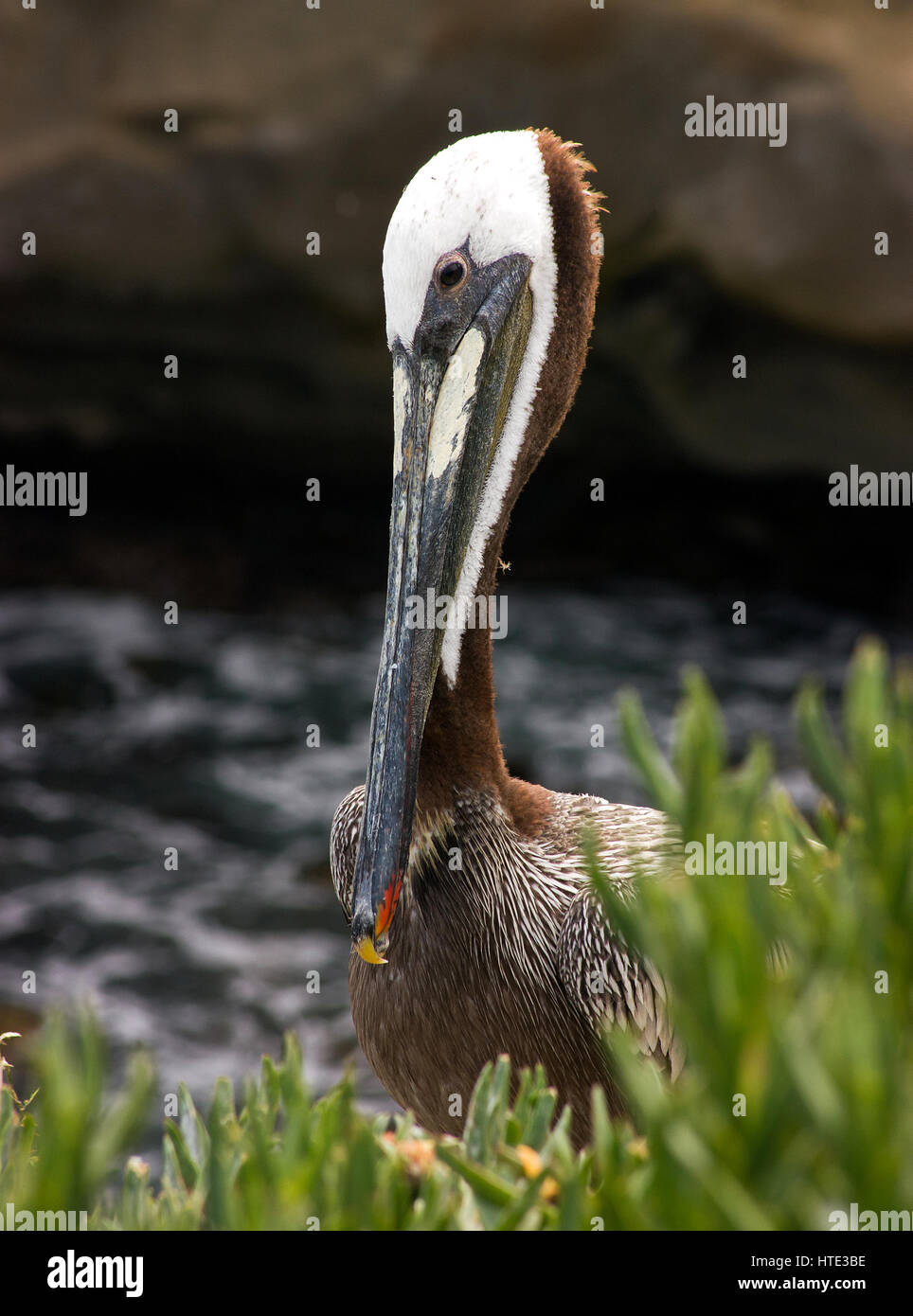 Un pellicano maverick ha preso a San Diego, California del mare. Foto Stock