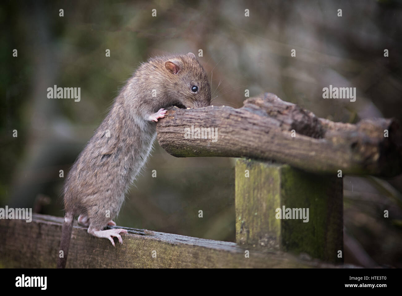 Un ratto in piedi in un recinto a mangiare cibo fro una naturale Bird Feeder Foto Stock