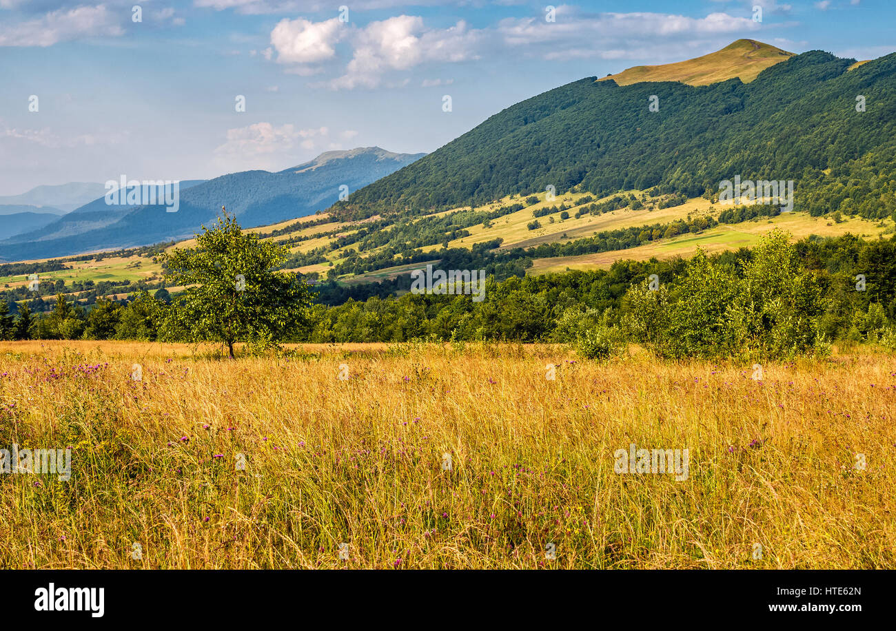 Agricola campo di fieno in montagna. albero sul prato erboso. bellissimo paesaggio rurale Foto Stock